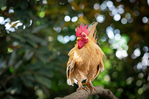 Free Chicken Bird photo and picture