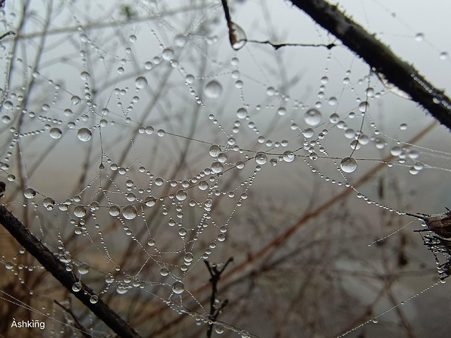 แมโคร, น้ำ, หยดน้ำ, ธรรมชาติ, ฝนตก