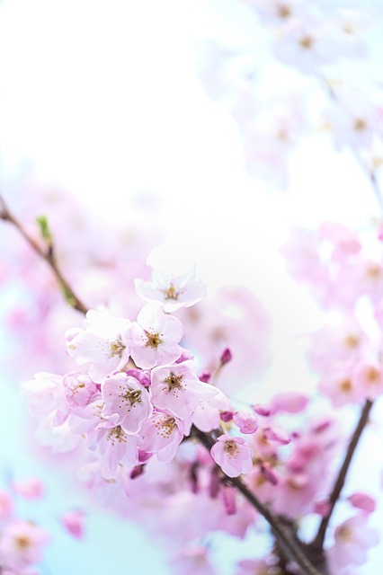 Sakura, Natureza, Primavera, Flores