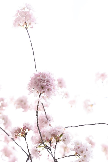 Sakura, Primavera, Flores, Canadá