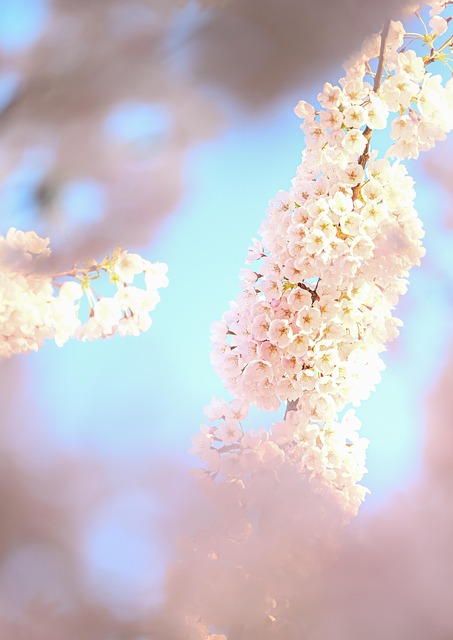 Sakura, Primavera, Natureza, Flores