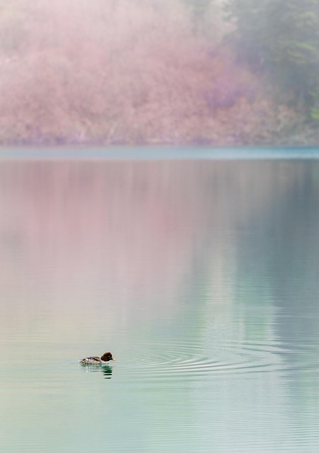 Pato, Patinho, Lago, Agua, Bonitinho