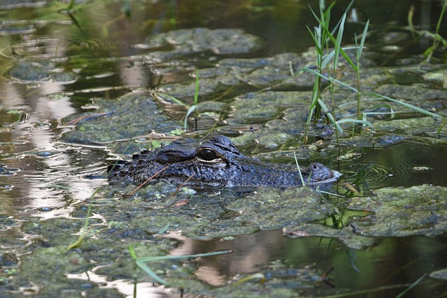 Alligator, Amerikansk Alligator