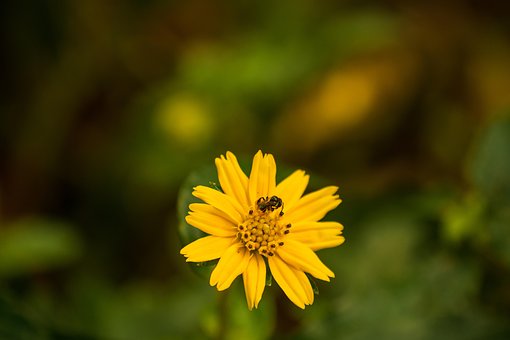 Wildflower, Gul Blomst, Insekt, Blomst