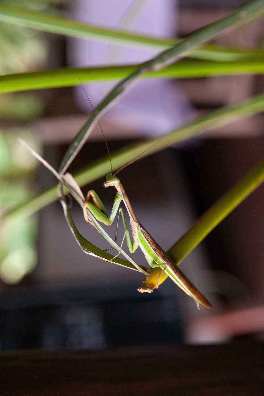 Mantis Insect Natural - Free photo on Pixabay - Pixabay