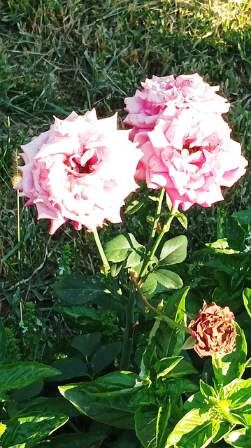 Free Rose Flowers photo and picture