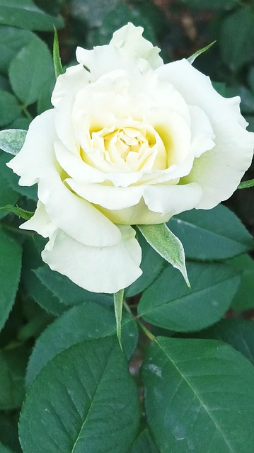 Free White Rose Flower photo and picture