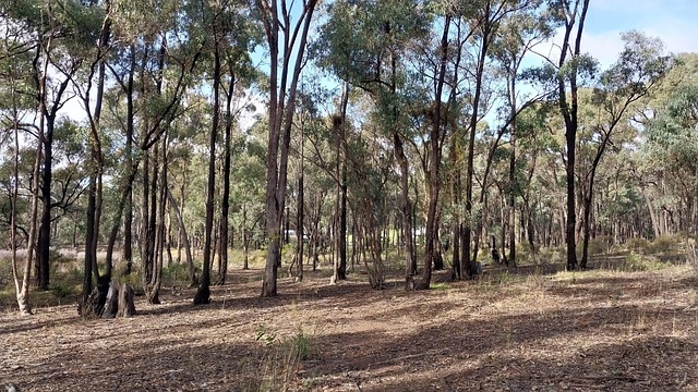 Free Forest State Forest photo and picture