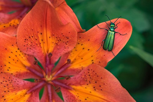 Bloem, Insect, Bloem Behang