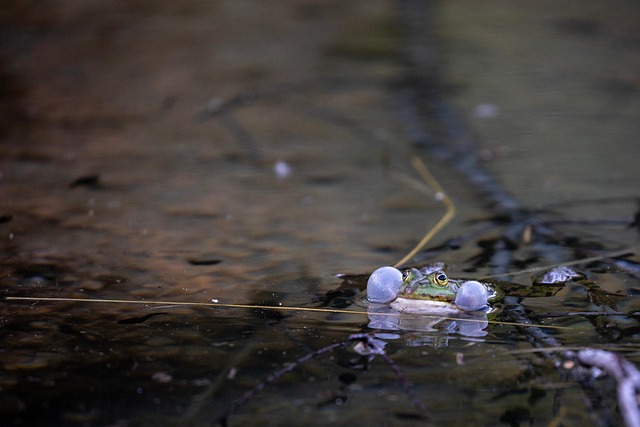 Free Frog Pond photo and picture