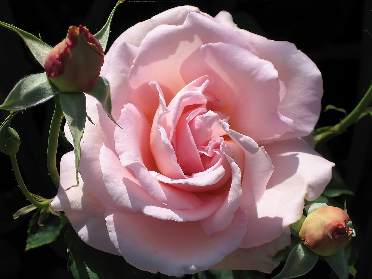 Tableau Sur Verre ARTTOR 100x40cm - Rose, Pétales, Rosée - Déco Murale