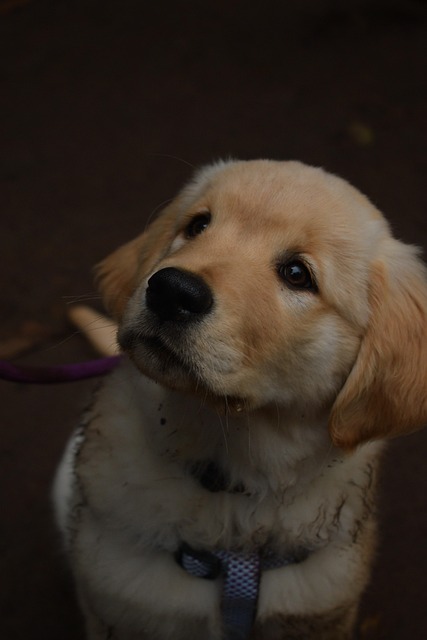 Free Dog Domestic Animal photo and picture