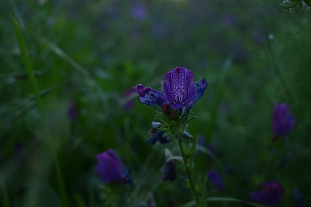 Free Flower Purple photo and picture