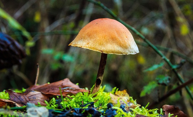 Free Mushroom Fungus photo and picture