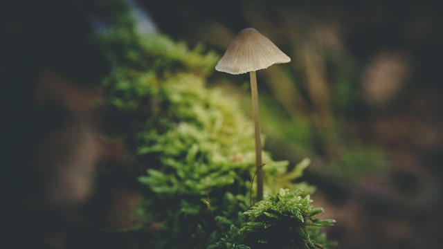 Free Mushroom Moss photo and picture