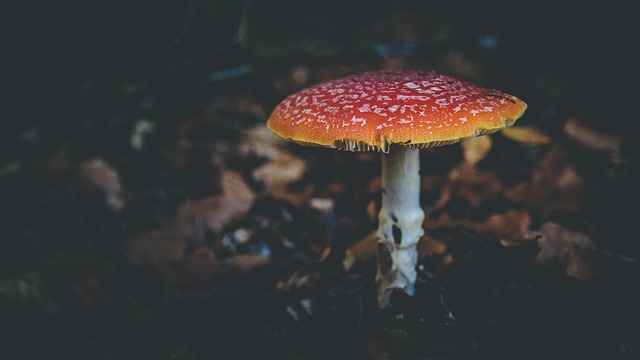 Free Toadstool Fall photo and picture