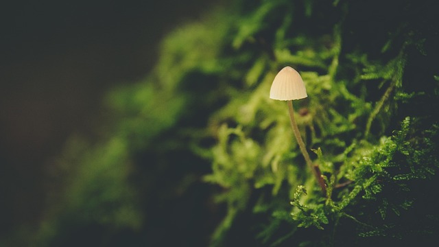 Free Small Mushroom Mini photo and picture