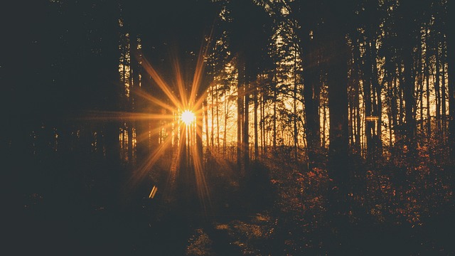 Free Sunset Backlighting photo and picture