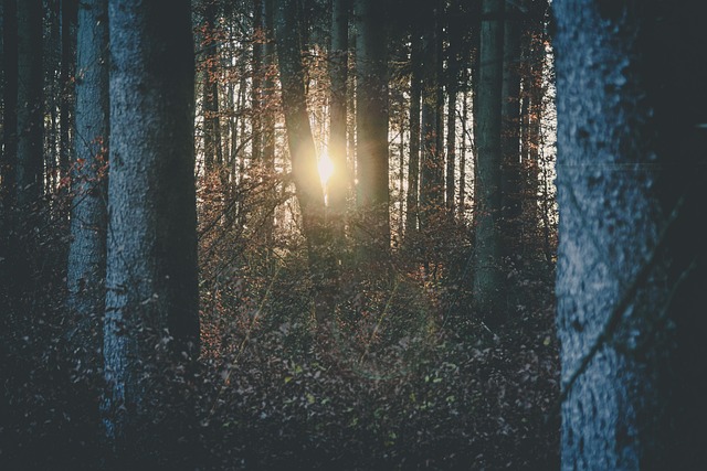 Free Sunset Walk photo and picture