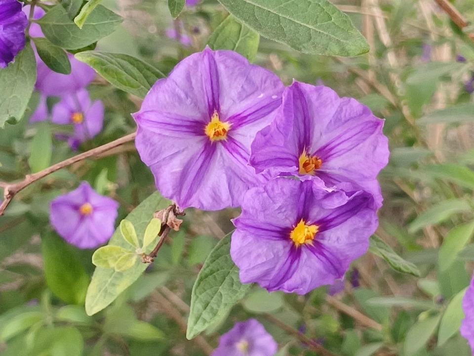 Bunga Solanum Rantonnetii - Foto gratis di Pixabay - Pixabay