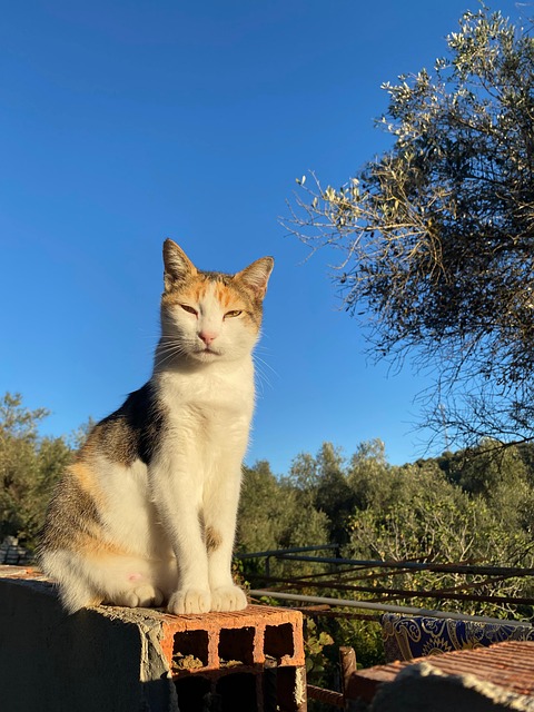 Kat, Dyr, Killing, Sød, Portræt, Himmel