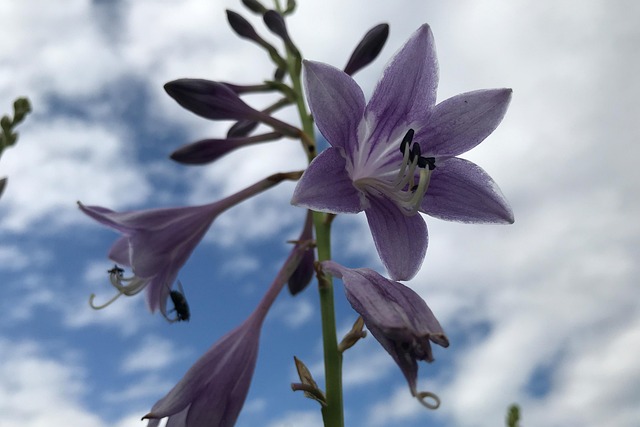 Blomma Ståndare Sommar Blue - Gratis foto på Pixabay - Pixabay