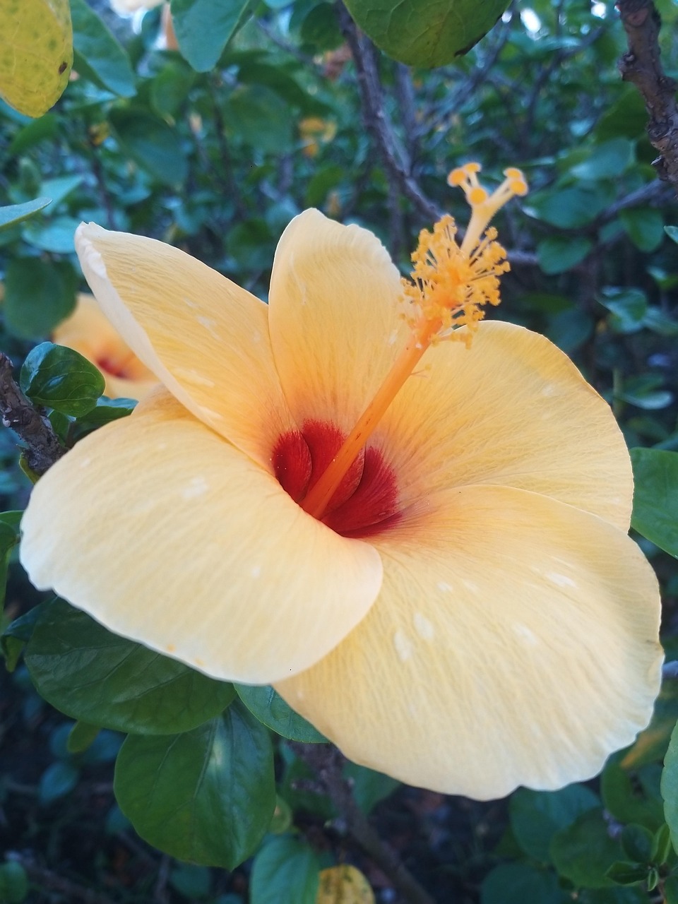 Bunga Kuning Alam - Foto gratis di Pixabay - Pixabay