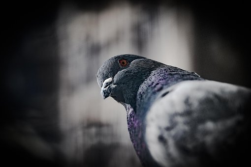 Download free HD stock image of Pigeon Bird Free pigeon bird animal illustration