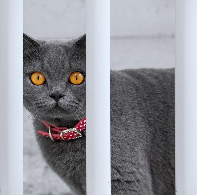 Katze, Haustier, Tier, Natur, Hauskatze