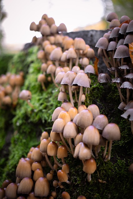 Free Mushrooms Mycelium photo and picture
