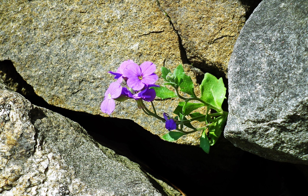 Flor Tolet Florescendo - Foto gratuita no Pixabay - Pixabay