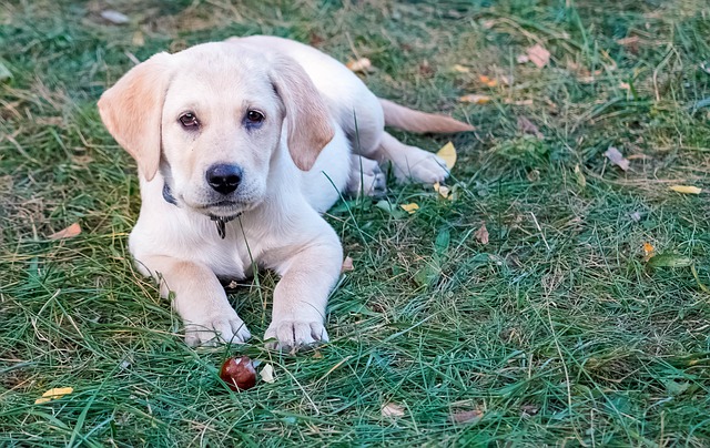 Labrador, Welpe, Hund, Haustier, Draußen