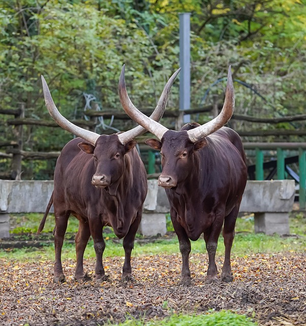 Afrikanske Køer, Zoo, Dyreliv, Dyr, Kvæg
