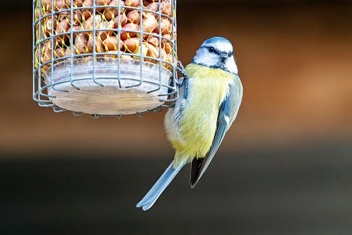 Free Blue Tit Bird photo and picture