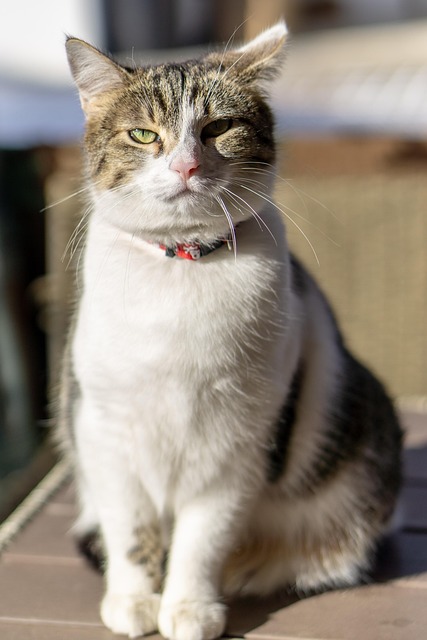 猫 动物 哺乳动物 - Pixabay上的免费照片 - Pixabay
