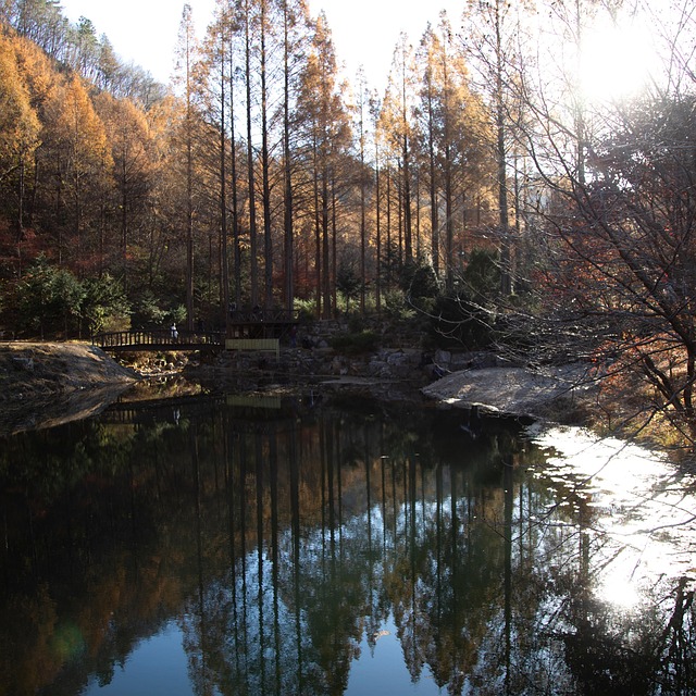 Sø, Natur, Metasequoia