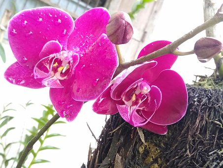 Free Orcide Orchid photo and picture
