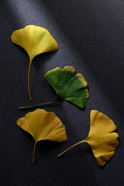 银杏 树叶 自然 - Pixabay上的免费照片 - Pixabay