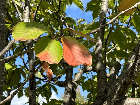 Free Autumnal Leaves Japan photo and picture