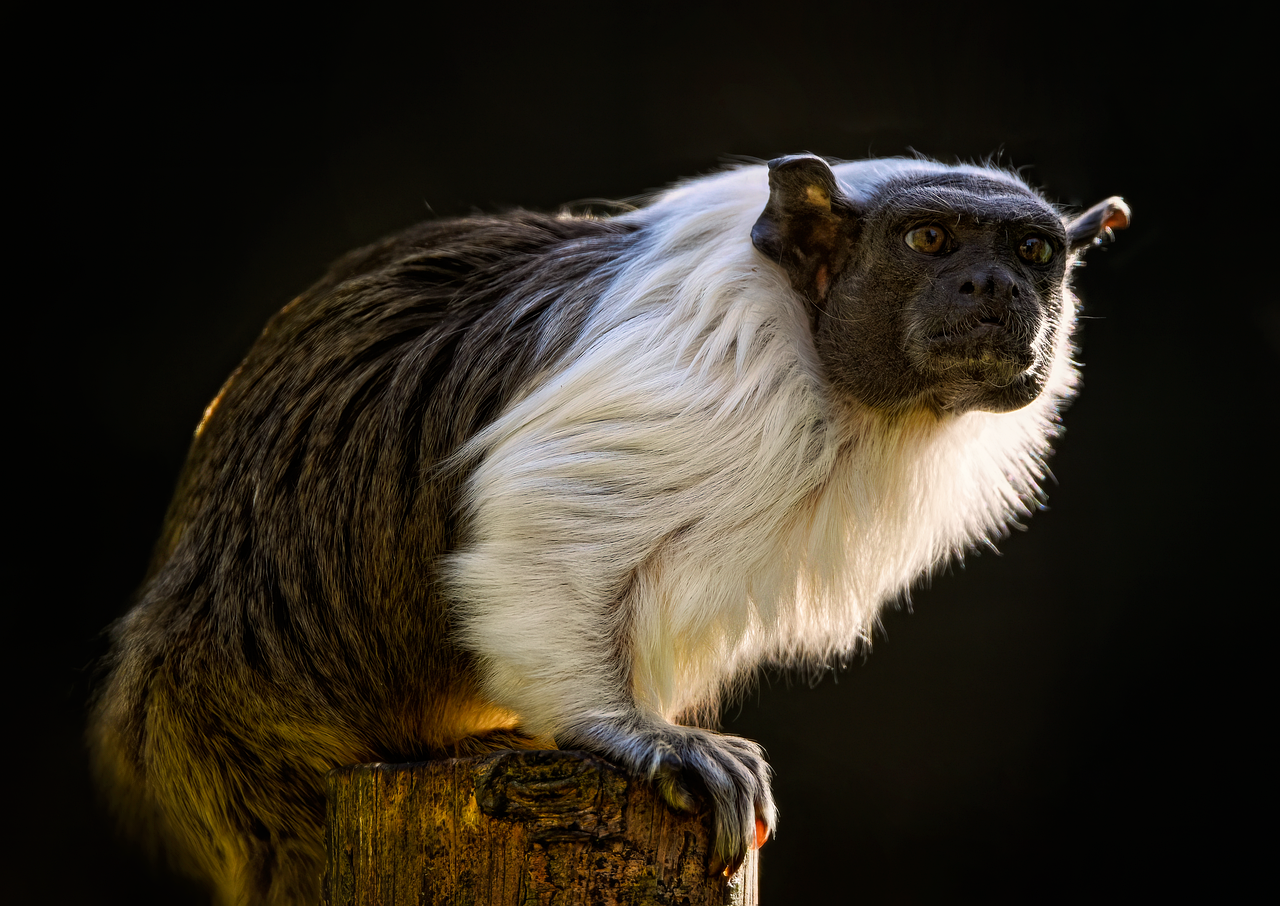 Monkey - free online jigsaw puzzle photo