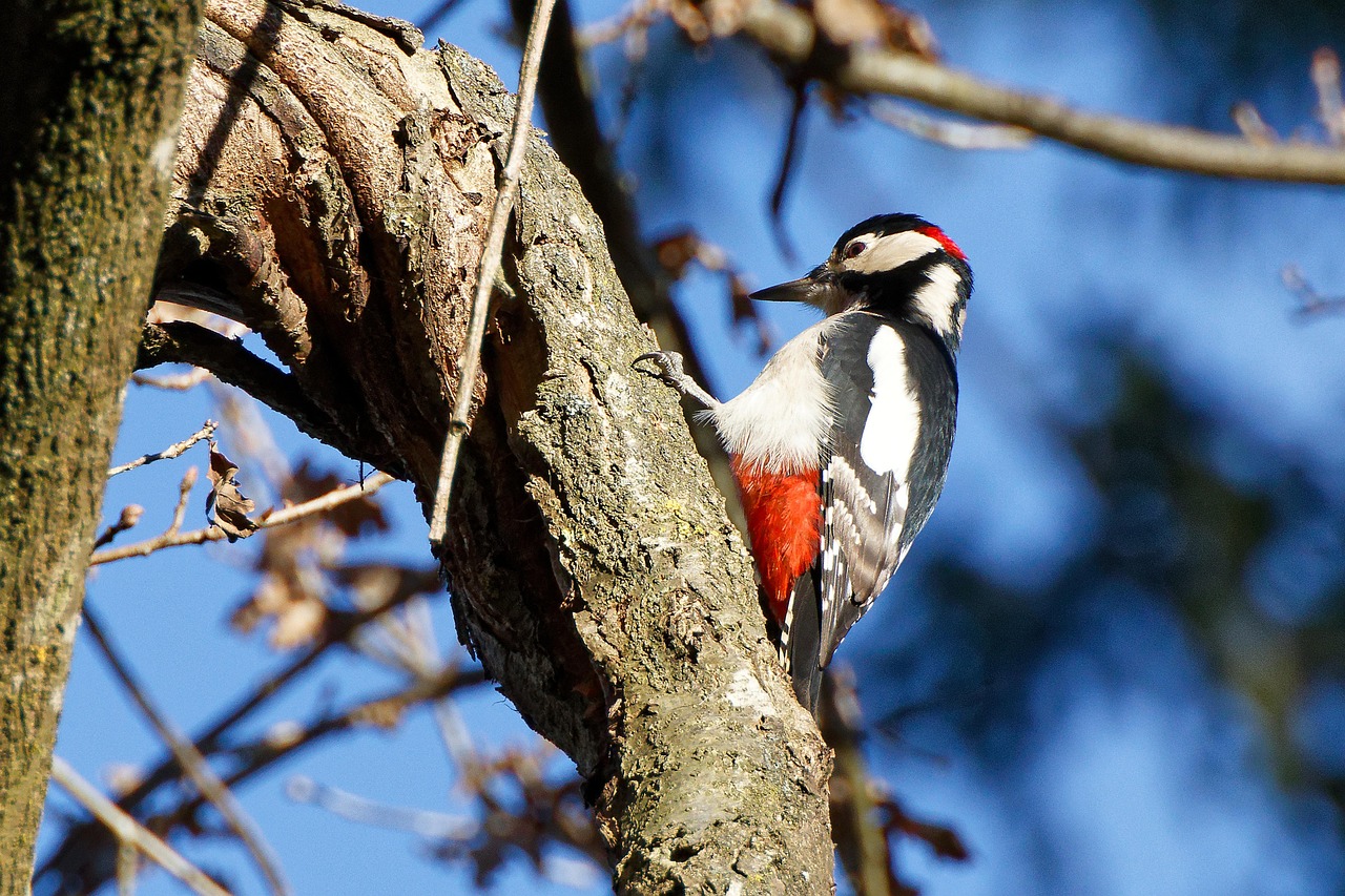Bird - free online jigsaw puzzle photo