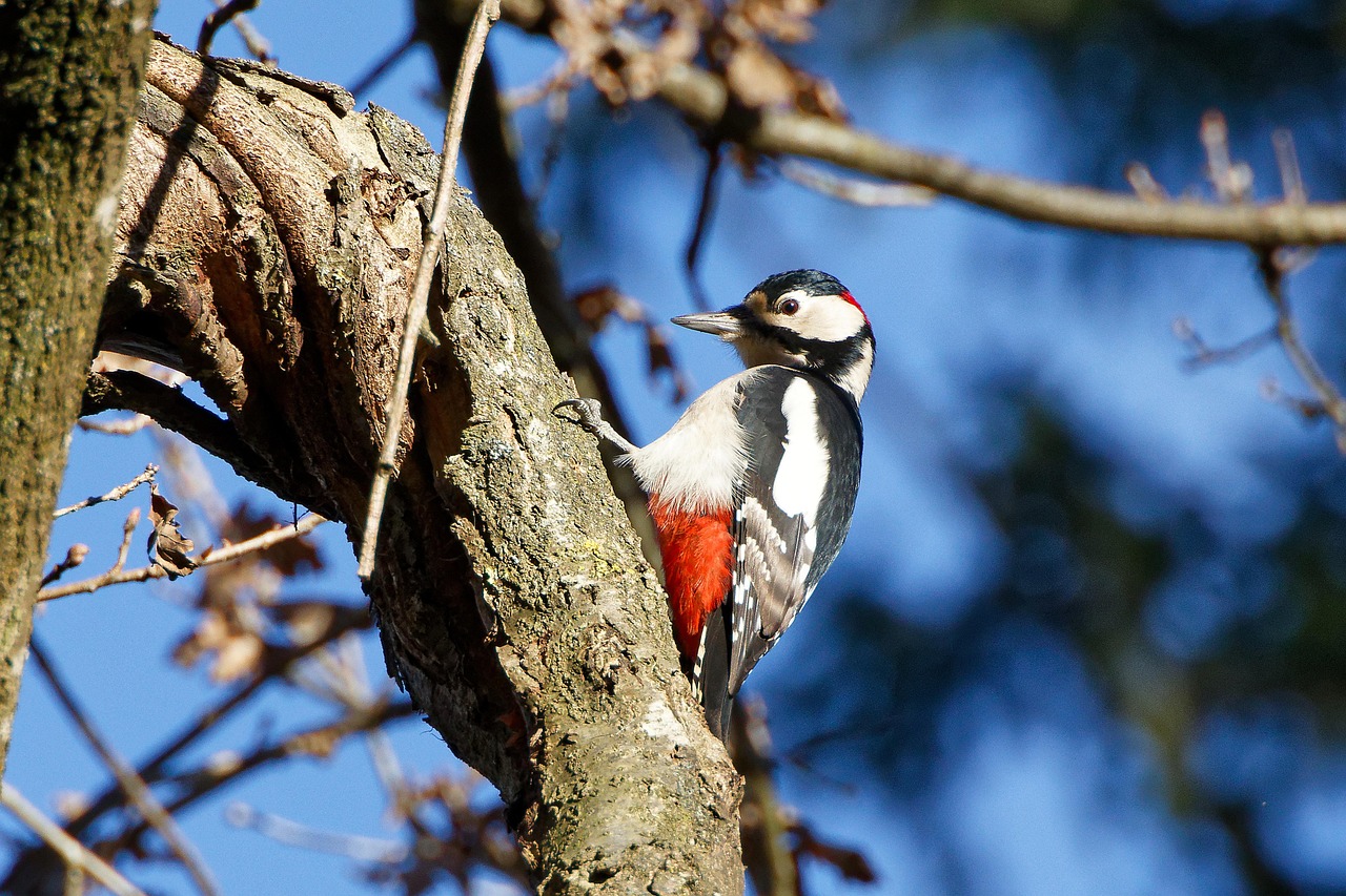 Woodpecker - free online jigsaw puzzle photo