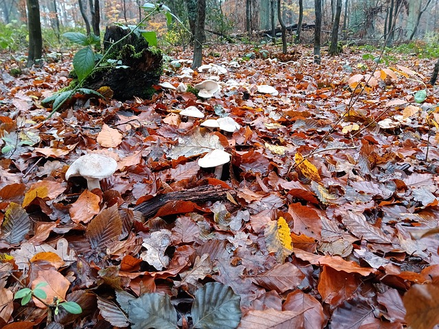 Free Fall Forest photo and picture