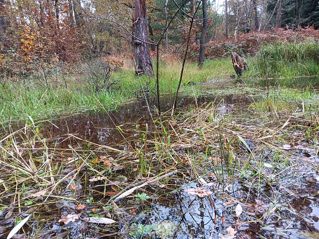Free Water Forest photo and picture