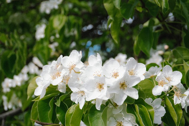 Free Flower Bloom photo and picture