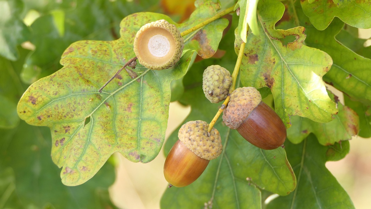 Acorn Oak Tree Free Photo On Pixabay Pixabay