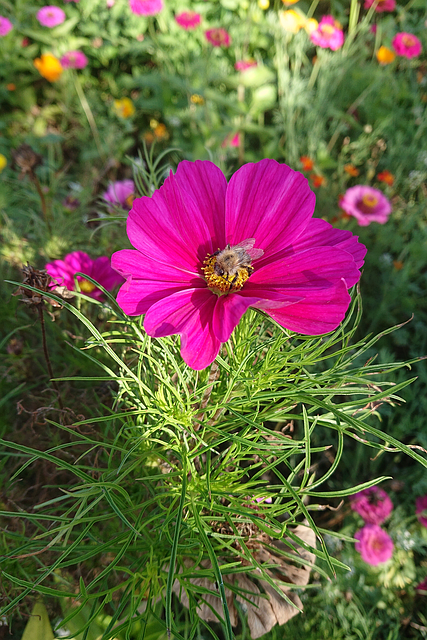 Cosmos Bipinnatus Cosmea Rosa Pink - Kostenloses Foto auf Pixabay - Pixabay