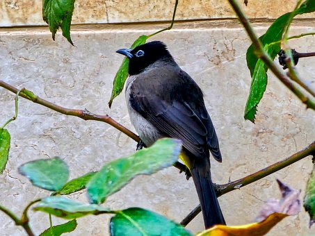 Free Bird Branch photo and picture