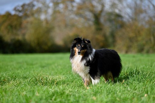 Sheltie Simple Image Animal Dog Sheltie - Free photo on Pixabay