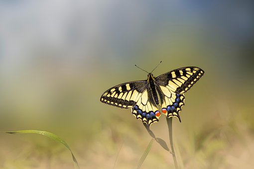 Papillon, Machaon, Scarabée, Insecte